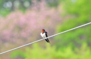 出会い系で使われる飛燕の意味は?