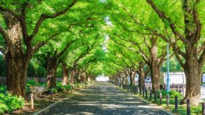 青山プラチナ倶楽部とは？