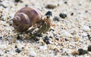 ヤドカリの意味は？